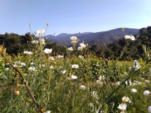 IMG_20160516_172349 (1)